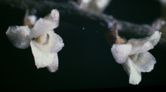 Arboreal Bentspur Orchid