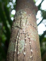 Pandercetes gracilis