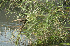Quiscalus mexicanus