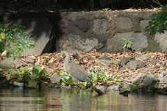 Tigrisoma mexicanum