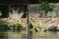 Tigrisoma mexicanum