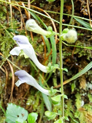 Scutellaria tournefortii