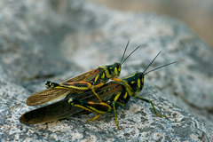 Schistocerca melanocera