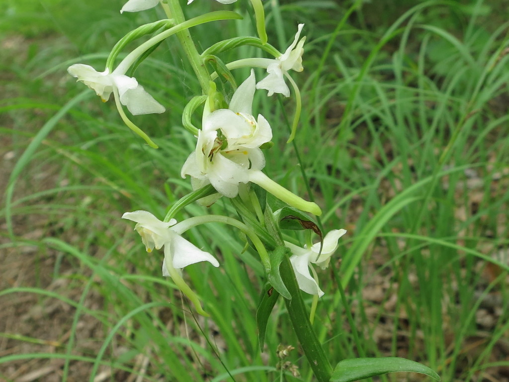 Platanthera densa