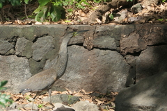 Tigrisoma mexicanum