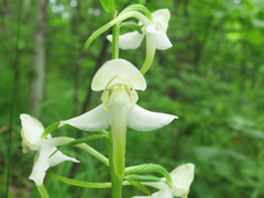 Platanthera densa