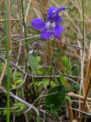 Viola nephrophylla