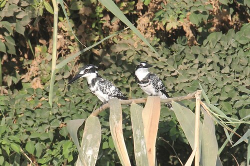 Pied Kingfisher