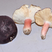 Purple-bloom Russula - Photo (c) noah_siegel, some rights reserved (CC BY-NC-SA), uploaded by noah_siegel