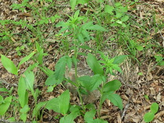 Patrinia scabiosifolia