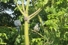 Calocitta formosa