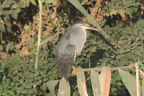 Little Heron