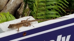 Anolis sagrei