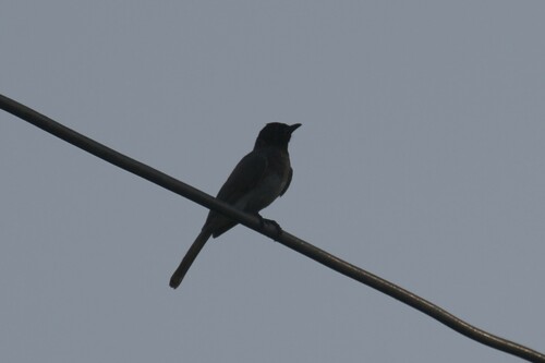 Common Bulbul