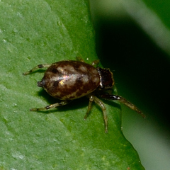 Zygoballus rufipes