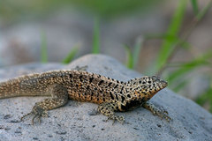 Microlophus barringtonensis