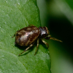 Zygoballus rufipes