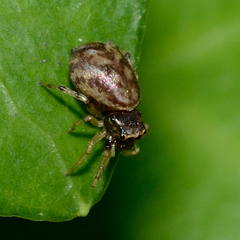 Zygoballus rufipes