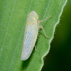 Graminella nigrifrons