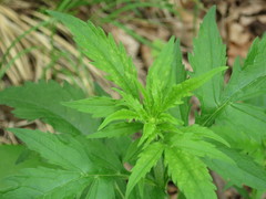 Patrinia scabiosifolia