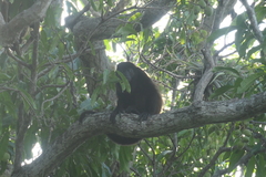 Alouatta palliata palliata