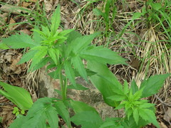 Patrinia scabiosifolia