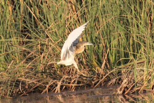 Squacco Heron