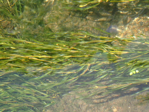 Potamogeton oxyphyllus (Potamogeton oxyphyllus)
