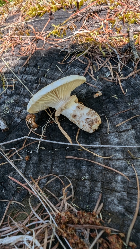Neolentinus lepideus · August 2024 · photo: © atsushi_nakajima_cirque (iNaturalist, cc-by)