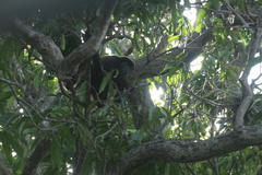 Alouatta palliata palliata
