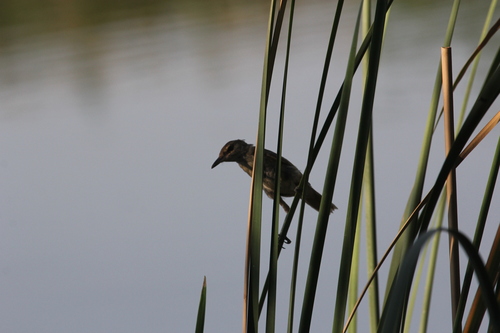 Clamorous Reed Warbler