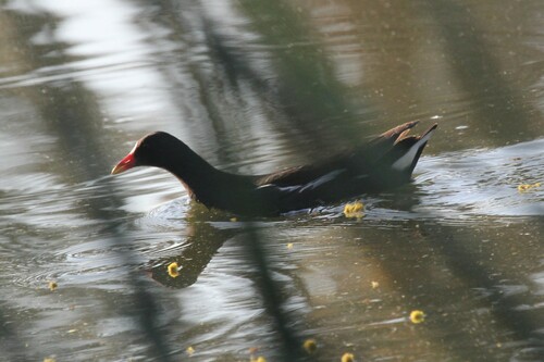 Eurasian Moorhen