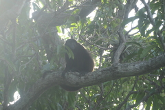 Alouatta palliata palliata