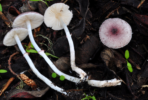 Leucoagaricus roseilividus (Murrill) E.Ludw.