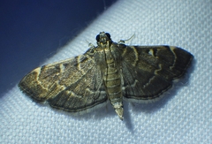Cryptobotys zoilusalis