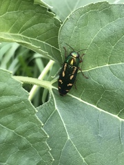 Buprestis rufipes