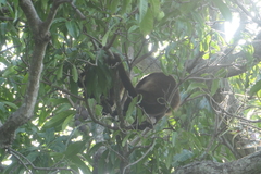 Alouatta palliata palliata