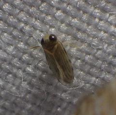 Micronecta ludibunda