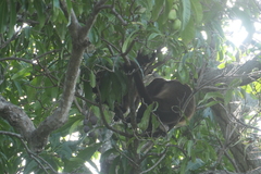 Alouatta palliata palliata