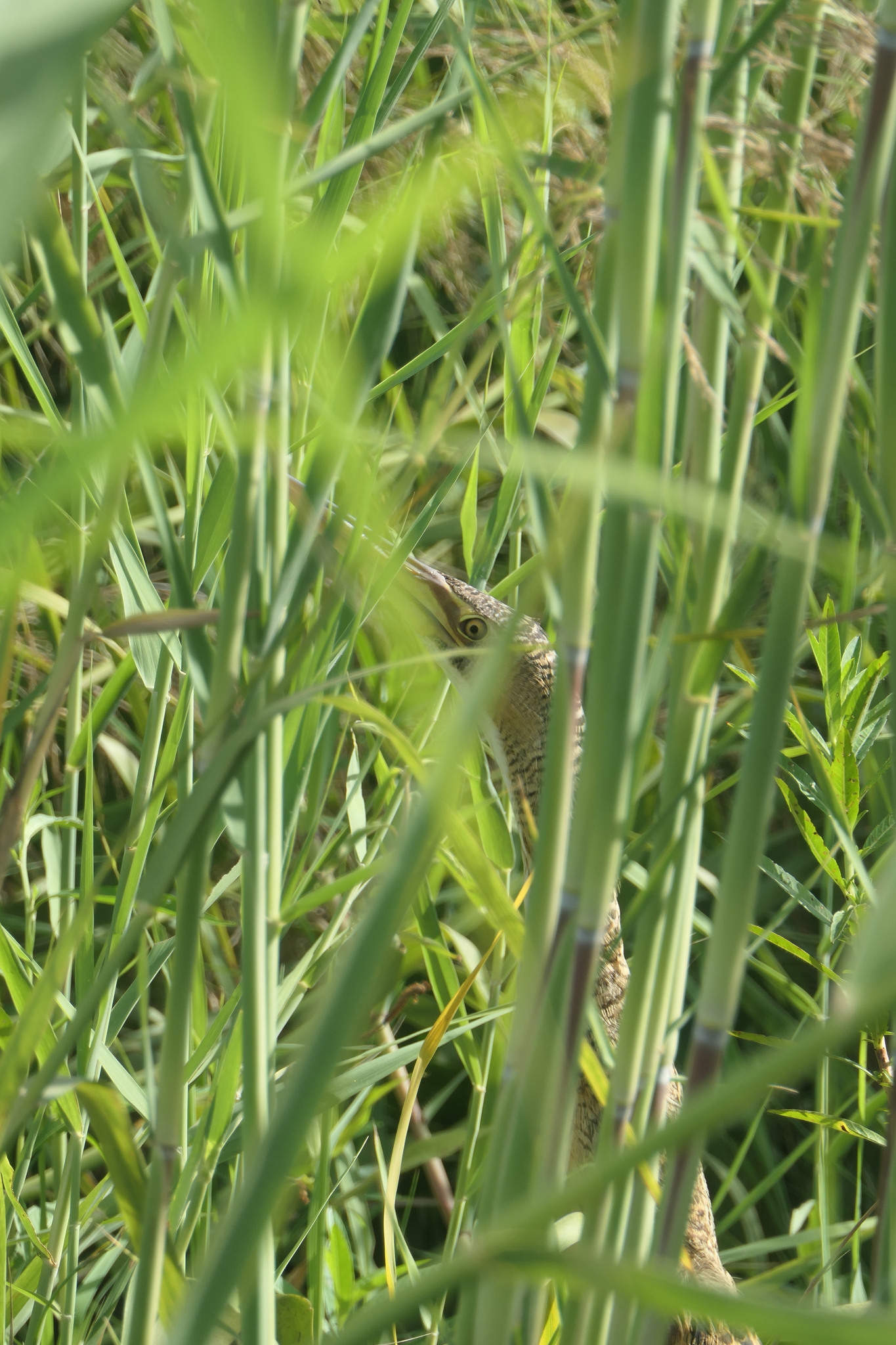 Pinnated Bittern (Botaurus pinnatus)