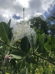 Capparis sandwichiana
