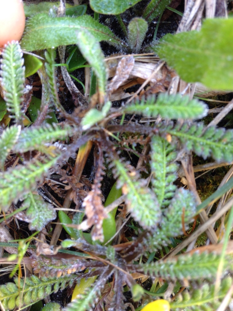Leptinella calcarea