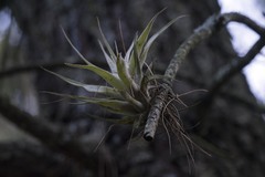 Tillandsia fasciculata