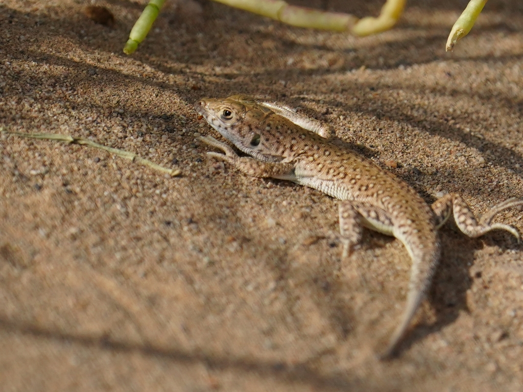 Black-ocellated Racerunner