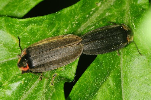 Winter Firefly, photo 7 of 9