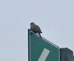 Streptopelia decaocto