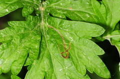Liriomyza ptarmicae