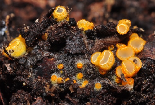 Belonidium