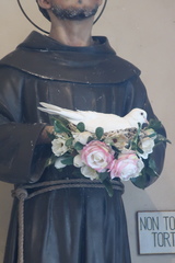 Columba livia domestica