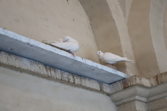 Columba livia domestica
